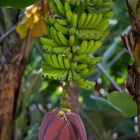 Casa D`avó Celina Funchal (Madeira)